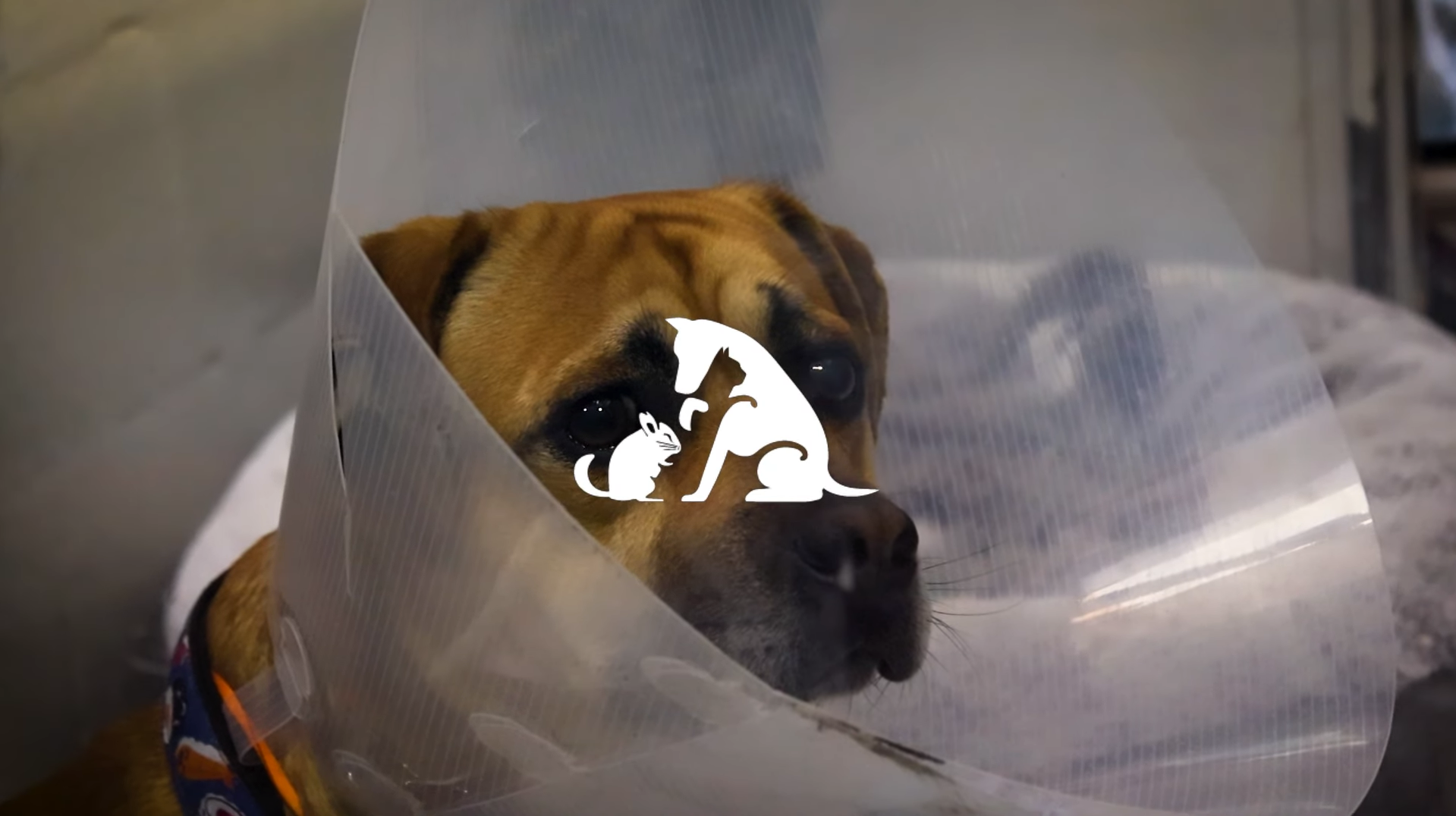 Screenshot of Second Chance